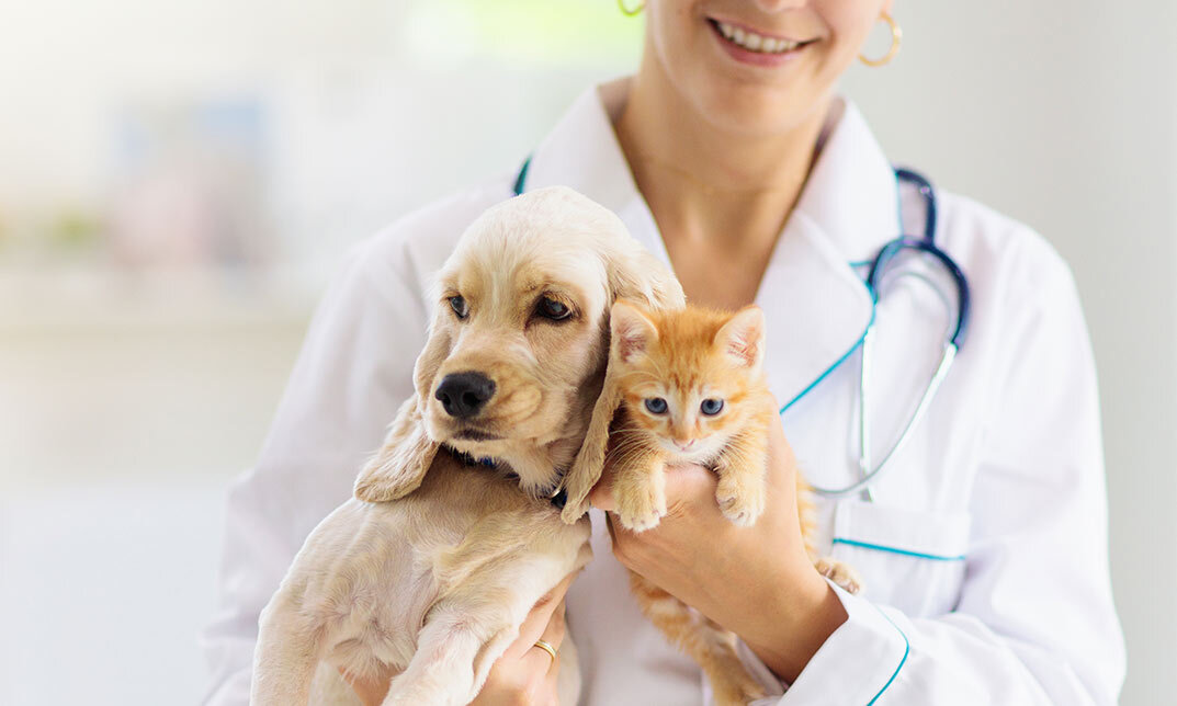 Animal Health Care – The Animal Care